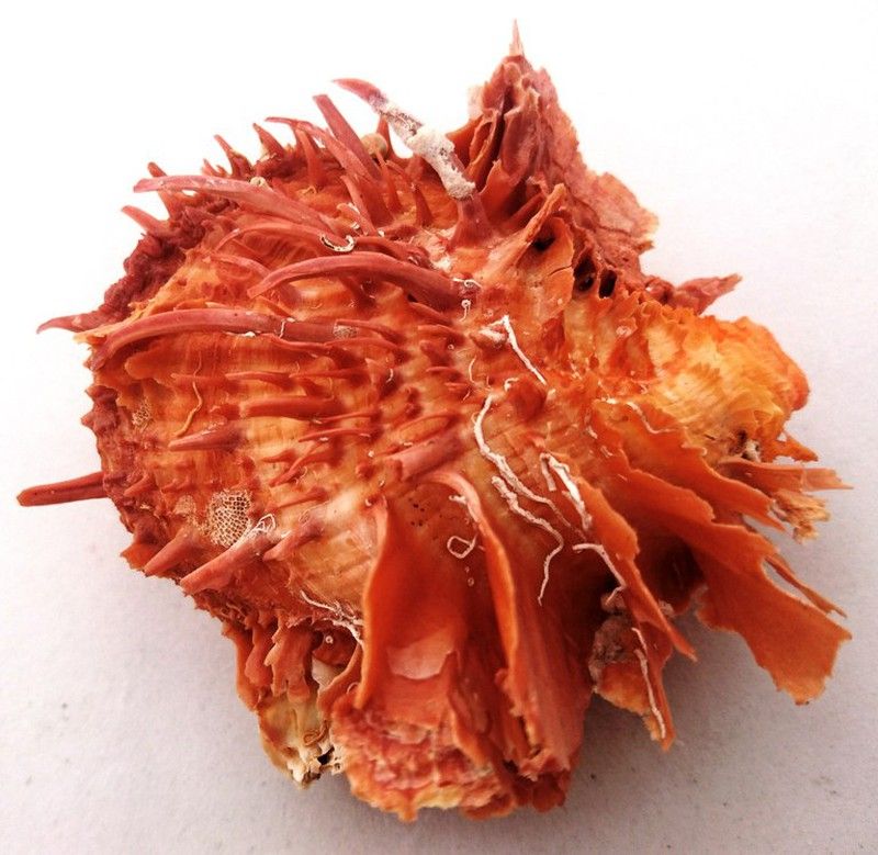 Ver Spondylus americanus