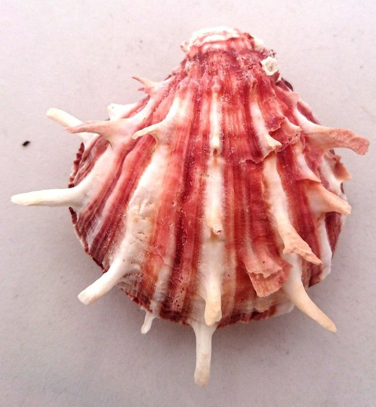 Ver Spondylus foliaceus