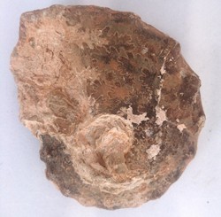 Ammonites y Nautiloideos