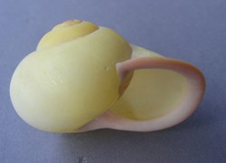 Gasterópodos terrestres (Pulmonados)