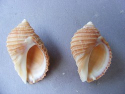 Acanthina monodon imbricata Chile