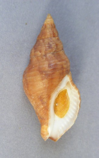 Afrocominella capensis