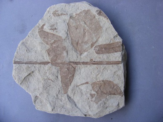 Alnus julianeformis Hojas fósiles