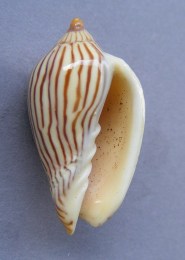 Amoria zebra