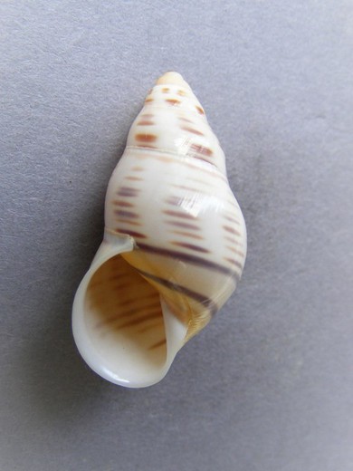 Amphidromus contrarius