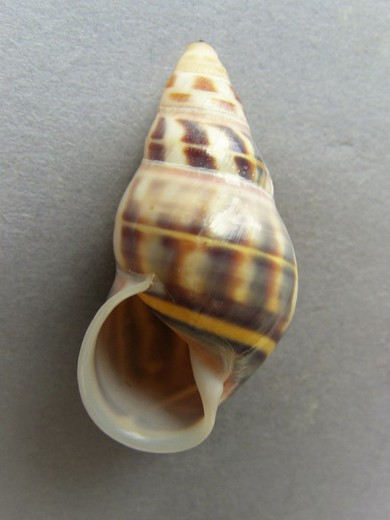 Amphidromus contrarius nikiensis