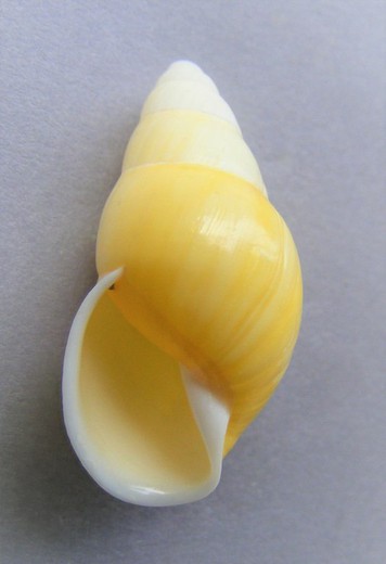 Amphidromus inconstans gracilis