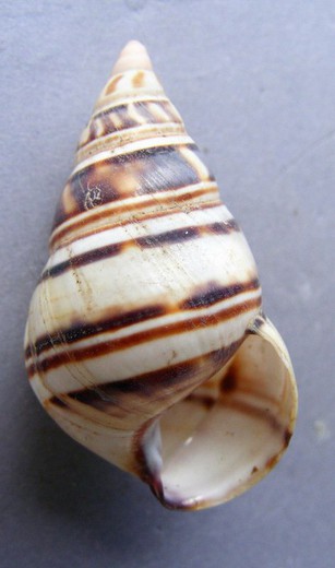 Liguus fasciatus goodrichi