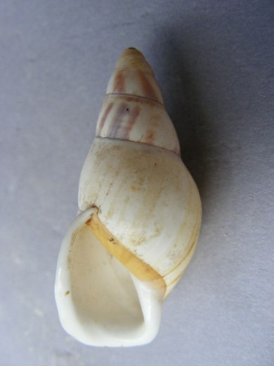 Amphidromus reflexilabris