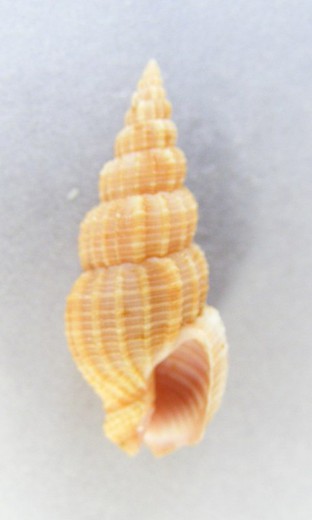 Antillophos roseatus