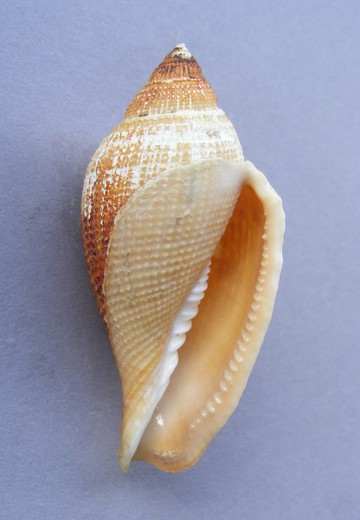 Athleta abyssicola.