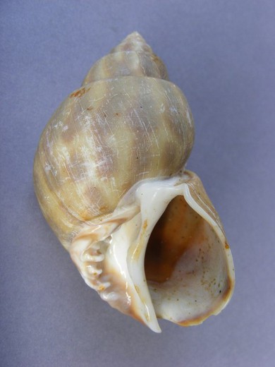 Babylonia perforata