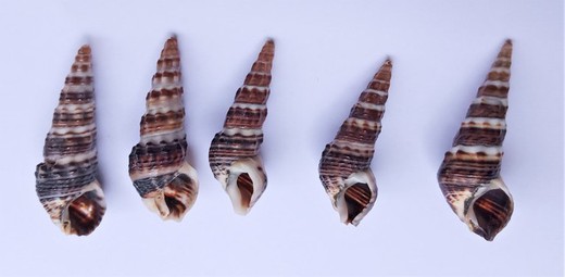 Batillaria zonalis BRUGUIERE, 1792