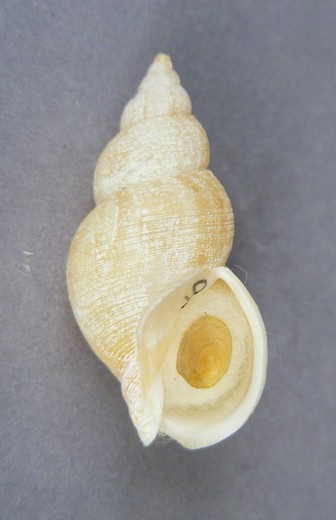 Buccinum habui