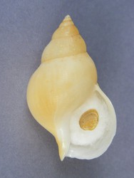 Buccinum humphreysianum