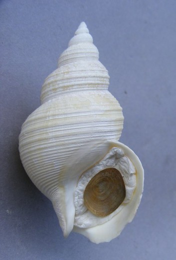 Buccinum leucostoma