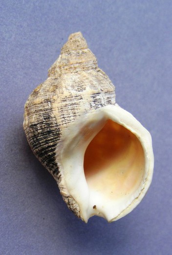 Buccinum polare