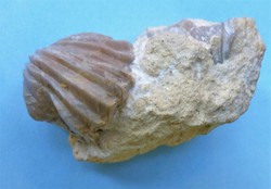 Burmirhynchia decorata (braquiópodo)