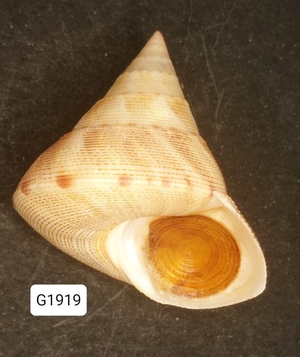 Calliostoma haliarchus