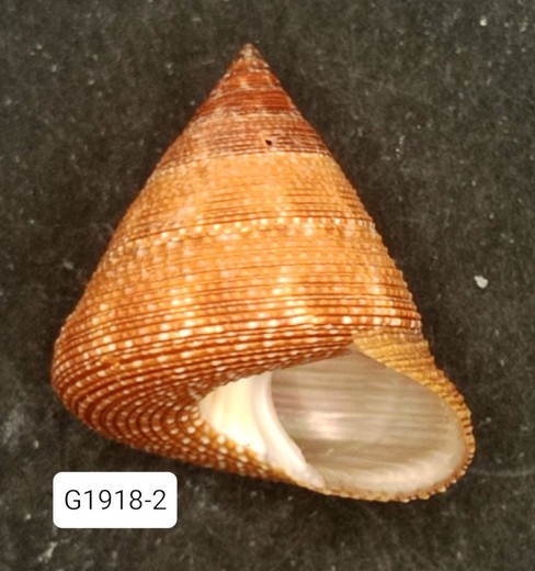 Calliostoma hassleri