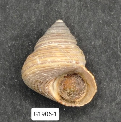 Calliostoma ligatum