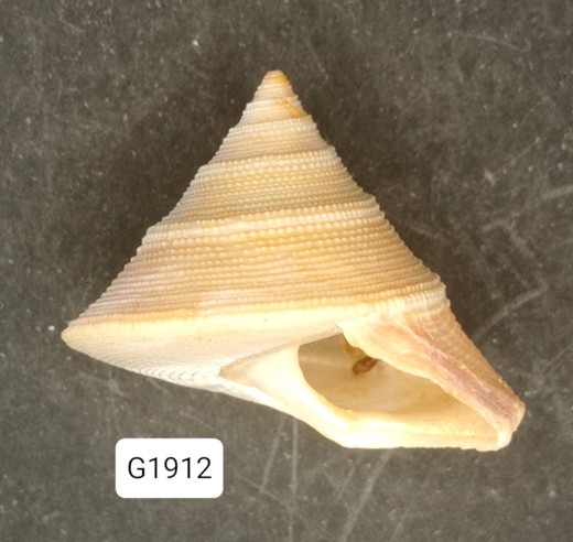 Calliostoma scotti