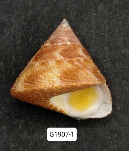 Calliostoma vinosum