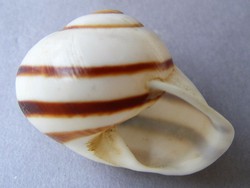 Calocochlia albaiensis