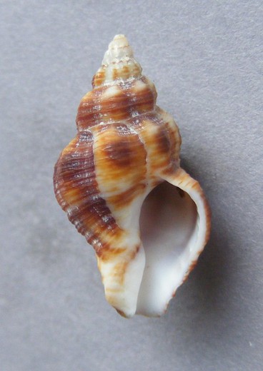 Cantharus cecillei