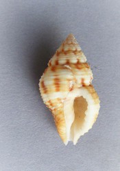 Cantharus wagneri Filipinas