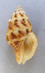 Cantharus wagneri Japón