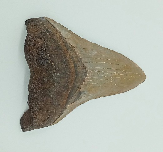 Carcharocles megalodon (diente fósil de tiburón)