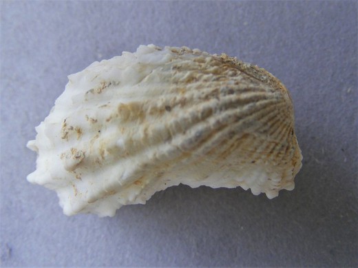 Cardita crassicostata