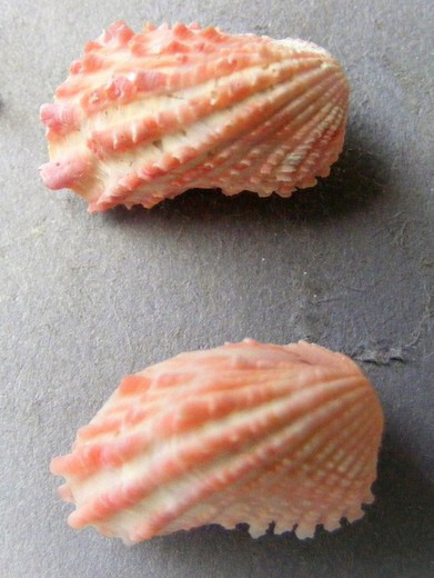 Cardita senegalensis