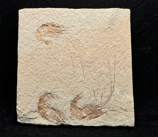 Carpopenaeus callirostris (Gamba Fósil)