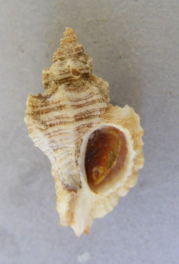 Ceratostoma inornatum