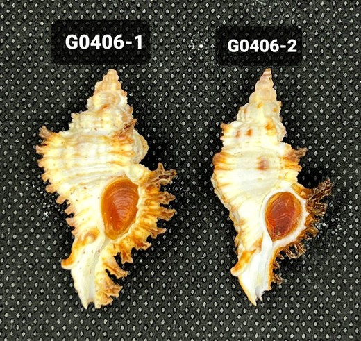 Chicoreus Banksii