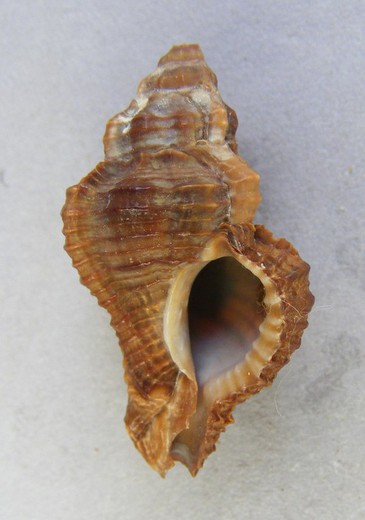 Chicoreus capucinus