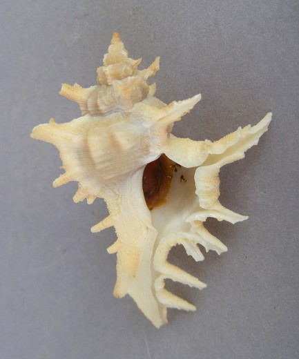 Chicoreus litos