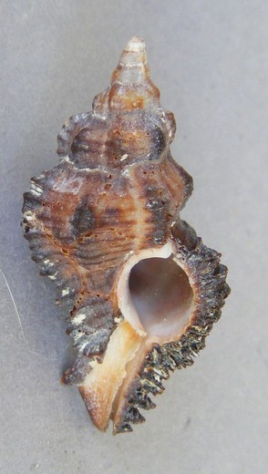 Chicoreus monicae