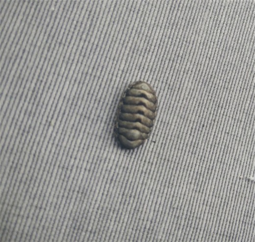 Chiton nigrovirescens