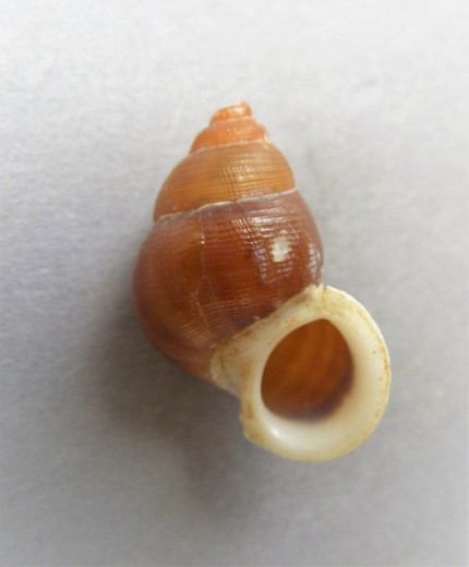 Chondrothyra cerina roseoapicata