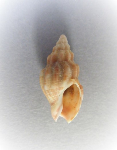 Cominella quoyana