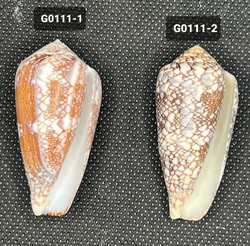 Connus Pennaceus F. Praelatus