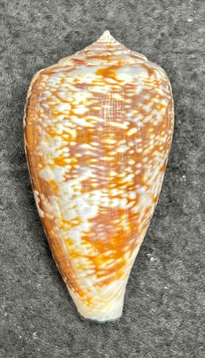 Conus anemone