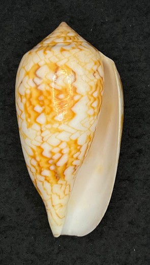 Conus Archiepiscopus