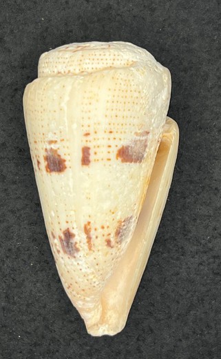 Conus augur