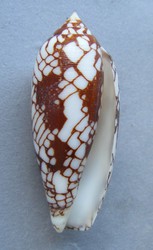 Conus aulicus gracianus