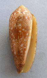 Conus auricomus