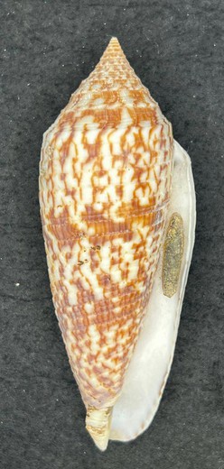 Conus Australis